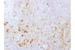 Formalin-fixed, paraffin-embedded human Tonsil stained with CD162 Monoclonal Antibody (PSGL1/1601). (SELPLG antibody)