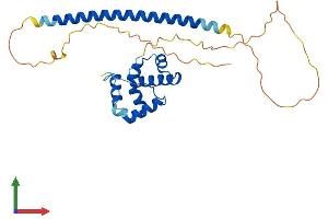AlphaFold protein structure predicition of Human Recombinant CCDC106 Protein, UniprotID Q9BWC9