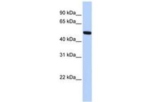 Image no. 1 for anti-Meis Homeobox 2 (MEIS2) (AA 108-157) antibody (ABIN6742663) (MEIS2 antibody  (AA 108-157))