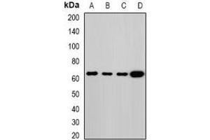 Western blot analysis of Melanophilin expression in MCF7 (A), HT29 (B), mouse lung (C), rat lung (D) whole cell lysates.
