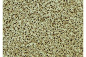 ABIN6273255 at 1/100 staining Mouse liver tissue by IHC-P. (HPSE antibody  (Internal Region))