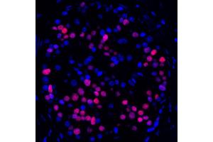Immunofluorescence (IF) image for anti-Transcription Factor MafA (MAFA) (AA 125-175) antibody (ABIN7449538) (Recombinant MAFA antibody  (AA 125-175))