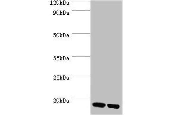 FKBP2 antibody  (AA 22-142)