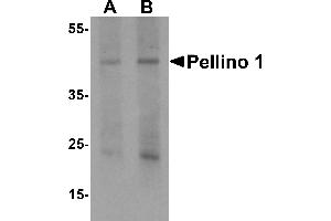 Western Blotting (WB) image for anti-Pellino E3 Ubiquitin Protein Ligase 1 (PELI1) (C-Term) antibody (ABIN1077389) (Pellino 1 antibody  (C-Term))