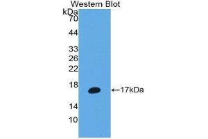 Western Blotting (WB) image for anti-Matrix Metallopeptidase 3 (Stromelysin 1, Progelatinase) (MMP3) (AA 363-477) antibody (ABIN1980457) (MMP3 antibody  (AA 363-477))