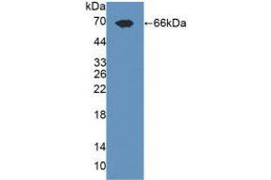 Western blot analysis of recombinant Rat TLR3. (TLR3 antibody  (AA 381-699))