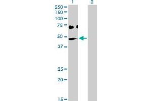 Western Blot analysis of OAS1 expression in transfected 293T cell line by OAS1 MaxPab polyclonal antibody. (OAS1 antibody  (AA 1-400))
