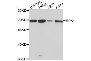 Western blot analysis of extracts of various cell lines, using RPA1 antibody. (RPA1 antibody  (AA 1-240))