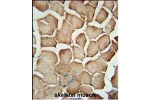 S1 Antibody (N-Term) (ABIN651199 and ABIN2840127) immunohistochemistry analysis in formalin fixed and paraffin embedded human skeletal muscle followed by peroxidase conjugation of the secondary antibody and DAB staining. (AP1S1 antibody  (N-Term))