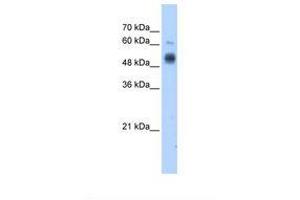 Image no. 2 for anti-Glucosaminyl (N-Acetyl) Transferase 3, Mucin Type (GCNT3) (C-Term) antibody (ABIN320798) (GCNT3 antibody  (C-Term))