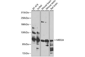 Western blot analysis of extracts of various cell lines, using MED24 antibody (ABIN6128224, ABIN6143700, ABIN6143701 and ABIN6224082) at 1:1000 dilution. (MED24 antibody  (AA 1-160))