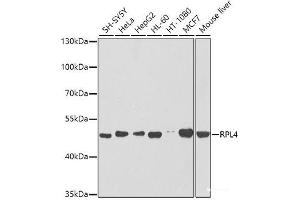 Western blot analysis of extracts of various cell lines using RPL4 Polyclonal Antibody at dilution of 1:1000. (RPL4 antibody)