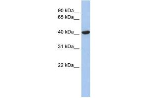 WB Suggested Anti-ZFYVE1 Antibody Titration:  0.