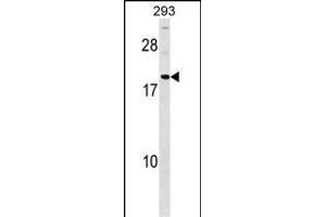 HDGFRP3 Antibody (Center) (ABIN1537854 and ABIN2848997) western blot analysis in 293 cell line lysates (35 μg/lane). (HDGFRP3 antibody  (AA 15-44))