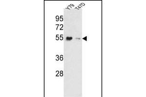 Western blot analysis of EEF1A1/ EEF1A2 Antibody (N-term) (ABIN390520 and ABIN2840872) in Y79, T47D cell line lysates (35 μg/lane).