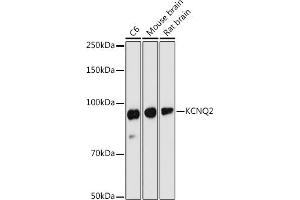 Western blot analysis of extracts of various cell lines, using KCNQ2 antibody (ABIN6130651, ABIN6142772, ABIN6142773 and ABIN6219057) at 1:1000 dilution.