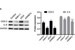 DNM1L deficiency in FLSs reduces their viability and production of pro-inflammatory cytokines, and increases apoptosis. (IL-8 antibody  (AA 21-99))