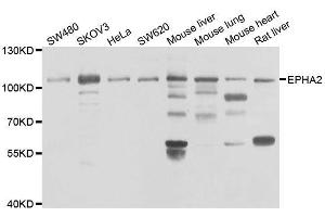 Western blot analysis of extracts of various cell lines, using EPHA2 antibody. (EPH Receptor A2 antibody  (AA 847-976))
