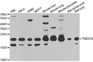Western blot analysis of extracts of various cell lines, using TMED10 antibody. (TMED10 antibody)