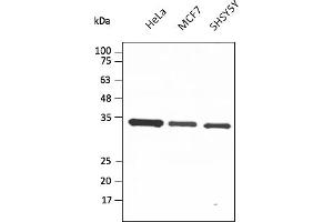 Western Blotting (WB) image for anti-Glyceraldehyde-3-Phosphate Dehydrogenase (GAPDH) (C-Term) antibody (DyLight 633) (ABIN7273058) (GAPDH antibody  (C-Term) (DyLight 633))