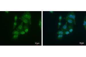 ICC/IF Image AUF1 antibody [N1C1] detects AUF1 protein at cytoplasm and nucleus by immunofluorescent analysis.