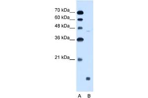 WB Suggested Anti-EDG8 Antibody Titration:  0. (S1PR5 antibody  (N-Term))