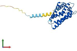Protein Structure (PS) image for Tumor Necrosis Factor, alpha-Induced Protein 8 (TNFAIP8) (AA 1-198) protein (His tag) (ABIN7544469)