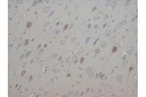 Immunohistochemical analysis of paraffin embedded rat tissue sections (brain) using NT3 antibody (Neurotrophin 3 antibody  (Middle Region))