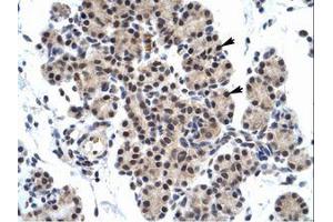 Image no. 1 for anti-Zinc Finger Protein 318 (Znf318) (AA 190-239) antibody (ABIN6735953) (ZNF318 antibody  (AA 190-239))