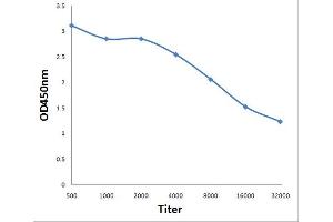 Antigen: 0. (RHCG antibody  (AA 50-150))