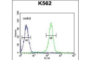 X1 Antibody (C-term) (ABIN654415 and ABIN2844152) flow cytometric analysis of K562 cells (right histogram) comred to a negative control cell (left histogram).
