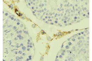 ABIN6277626 at 1/100 staining Mouse testis tissue by IHC-P. (Kallikrein 7 antibody  (Internal Region))