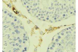ABIN6277626 at 1/100 staining Mouse testis tissue by IHC-P. (Kallikrein 7 antibody  (Internal Region))