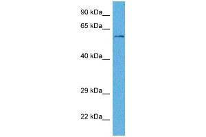 Host:  Rabbit  Target Name:  WLS  Sample Tissue:  Human THP-1 Whole Cell  Antibody Dilution:  1ug/ml (GPR177/WLS antibody  (Middle Region))