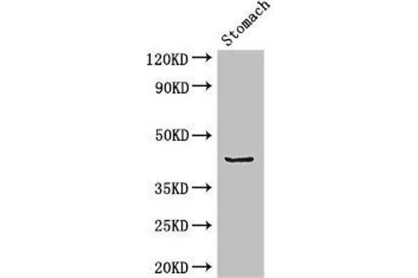 ADRM1 antibody  (AA 2-407)