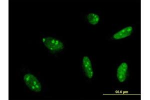 Immunofluorescence (IF) image for anti-Myocyte Enhancer Factor 2A (MEF2A) (AA 71-170) antibody (ABIN561777)