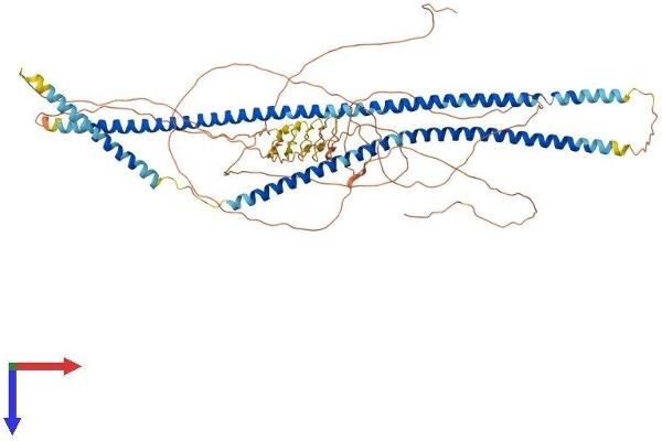 KRT9 Protein (AA 1-743) (His tag)