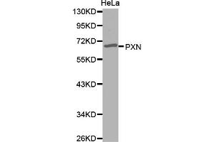 Western blot analysis of extracts of HeLa cells, using PXN antibody (ABIN5971567). (Paxillin antibody)