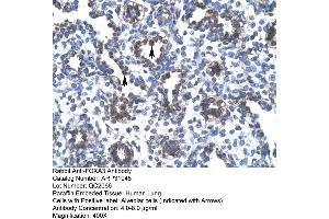 Human Lung (FOXA3 antibody  (Middle Region))