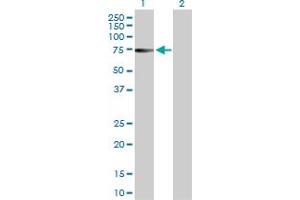 ZNF503 antibody  (AA 1-646)