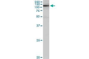 SALF monoclonal antibody (M01), clone 5F12. (GTF2A1 antibody  (AA 141-249))