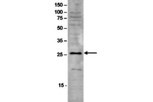 Western Blot of anti-SAP30 antibody Western Blot results of Rabbit anti-SAP30 antibody. (SAP30 antibody)