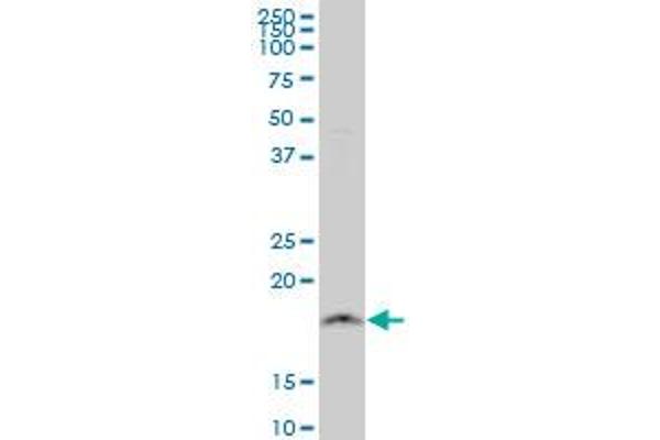 NDUFB11 antibody  (AA 1-153)