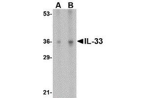 Western Blotting (WB) image for anti-Interleukin 33 (IL33) (N-Term) antibody (ABIN2476206) (IL-33 antibody  (N-Term))