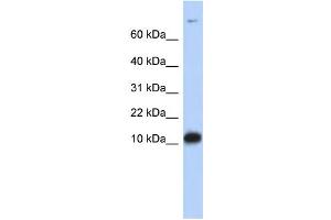 WB Suggested Anti-FABP3 Antibody Titration:  0. (FABP3 antibody  (Middle Region))