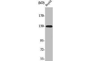 Western Blot analysis of HepG2 cells using Phospho-EphA2 (Y588) Polyclonal Antibody (EPH Receptor A2 antibody  (pTyr588))