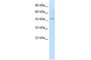 WB Suggested Anti-KCNQ1 Antibody Titration:  1. (KCNQ1 antibody  (N-Term))