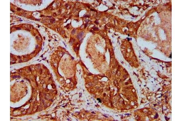 WIPF2 antibody  (AA 18-176)