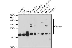 Western blot analysis of extracts of various cell lines, using SUMO3 antibody (ABIN7270371) at 1:1000 dilution. (SUMO3 antibody  (AA 1-92))