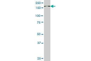 PIK3C2B antibody  (AA 1-110)